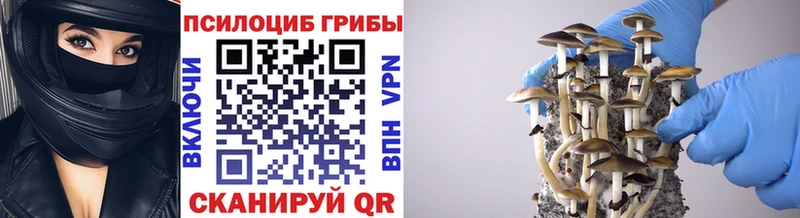 Псилоцибиновые грибы Psilocybe наркошоп Алдан